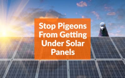 How To Stop Pigeons From Getting Under Solar Panels