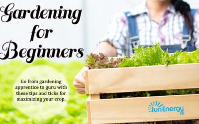 Gardening Tips for Beginners