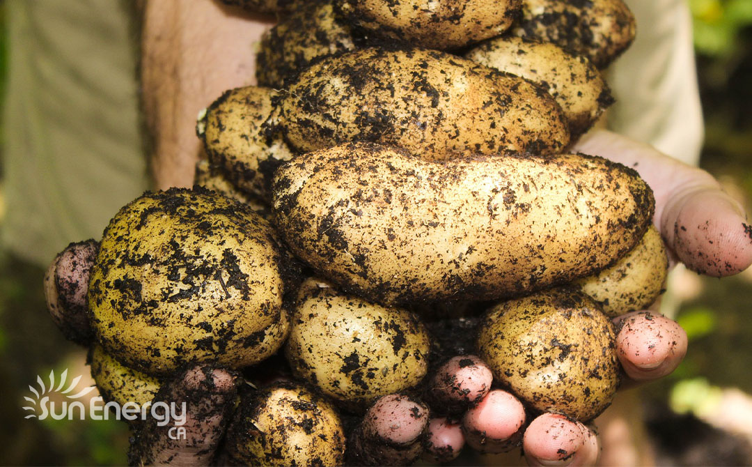 sustainable farming potatoes